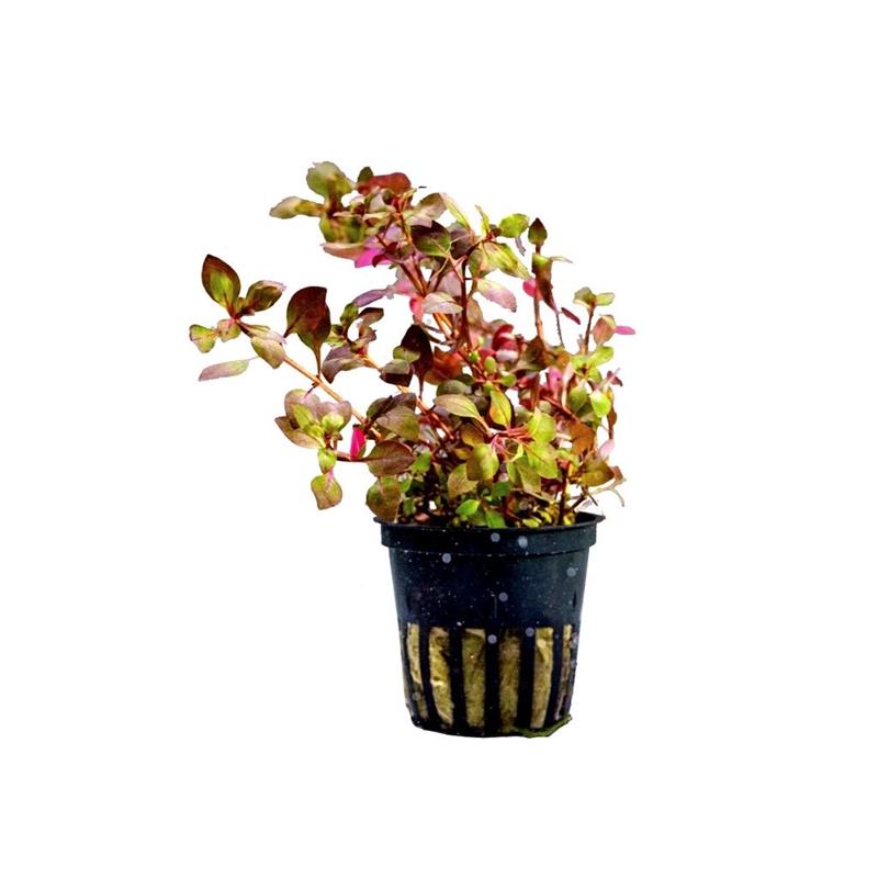 Planta acvariu Ludwigia Palustris Super Red Stoffels - imagine 3